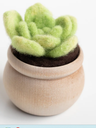 Lily Pad Succulent Needle Felting Kit