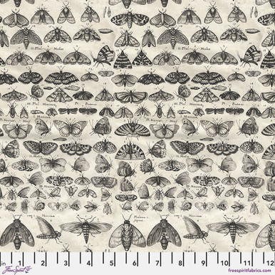 Charcoal Palette Moths